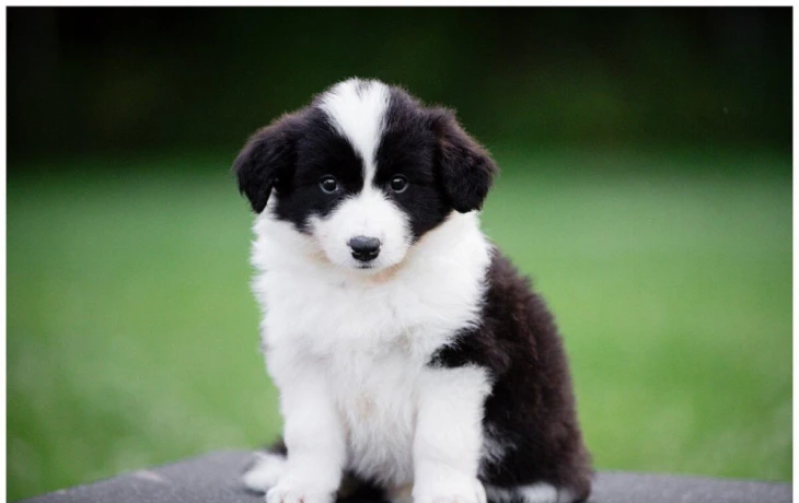 border-kolie-border-collie-z-pp-big-0