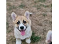 welsh-corgi-pembroke-small-0