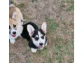 welsh-corgi-pembroke-small-2