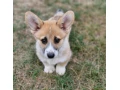 welsh-corgi-pembroke-small-1