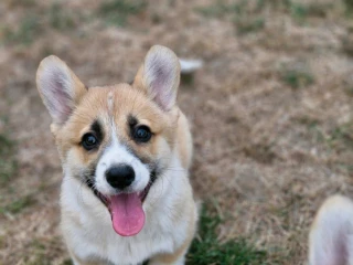 welsh-corgi-pembroke