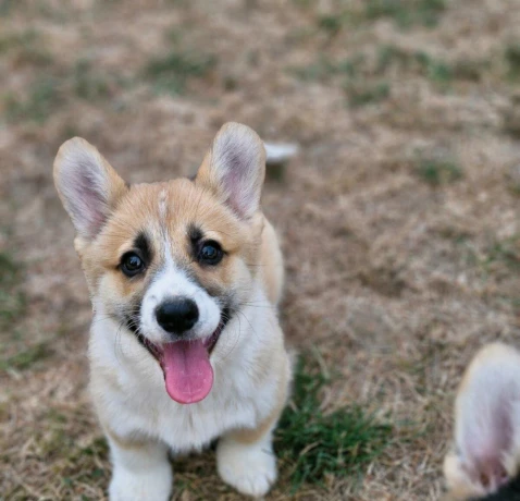 welsh-corgi-pembroke-big-0