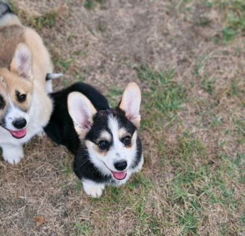 welsh-corgi-pembroke-big-2