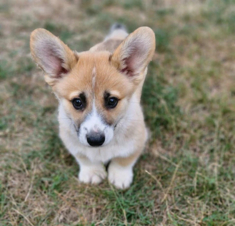welsh-corgi-pembroke-big-1