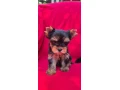 yorkshirsky-terier-small-1