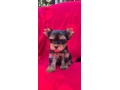yorkshirsky-terier-small-0