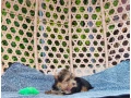 yorkshire-terier-small-1
