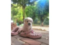 labrador-steniatka-s-pp-small-2