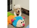 labrador-steniatka-s-pp-small-4
