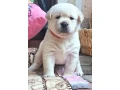 labrador-steniatka-s-pp-small-0