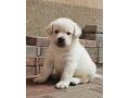 labrador-steniatka-s-pp-small-3
