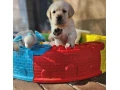 labrador-steniatka-s-pp-small-1
