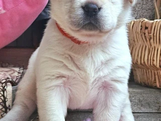 labrador-steniatka-s-pp
