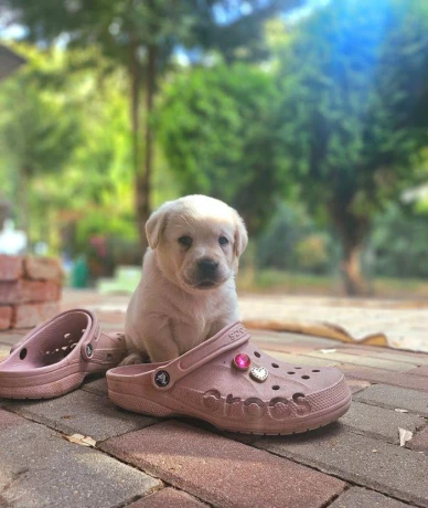 labrador-steniatka-s-pp-big-2