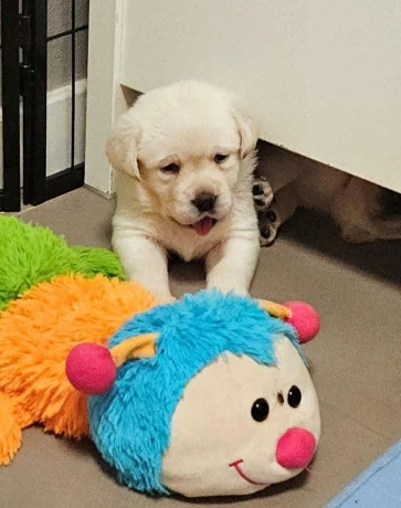 labrador-steniatka-s-pp-big-4