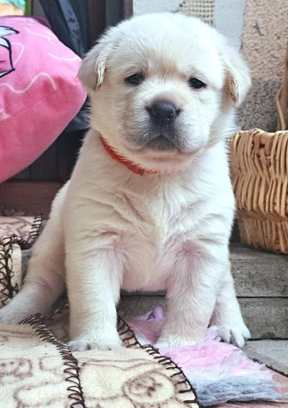 labrador-steniatka-s-pp-big-0