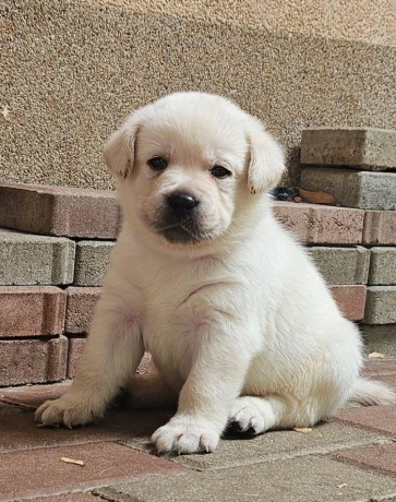 labrador-steniatka-s-pp-big-3