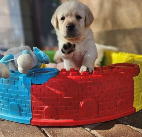 labrador-steniatka-s-pp-big-1