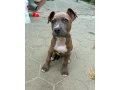 americky-stafordsirsky-terier-amstaf-small-0