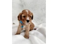 cavapoo-small-0