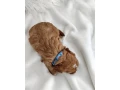 cavapoo-small-1