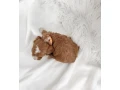 cavapoo-small-3