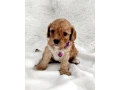cavapoo-small-4