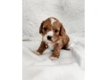 cavapoo-small-2
