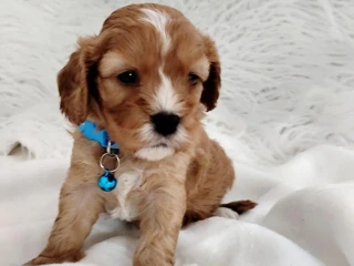 cavapoo