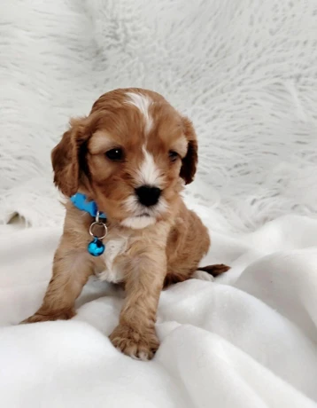 cavapoo-big-0