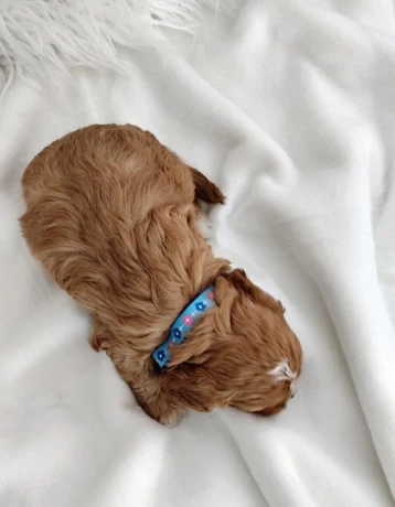 cavapoo-big-1