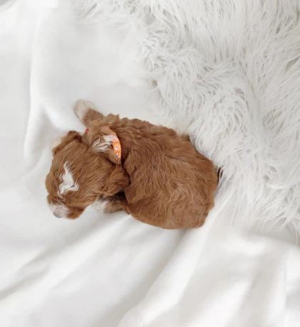 cavapoo-big-3