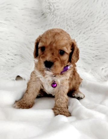 cavapoo-big-4
