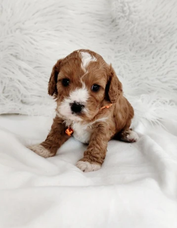 cavapoo-big-2