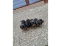 jazvecik-kratkosrsty-cierno-paleny-small-1