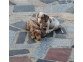 jazvecik-trpazlici-small-0