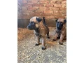 belgicky-ovciak-malinois-steniatka-small-0