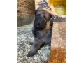 belgicky-ovciak-malinois-steniatka-small-2