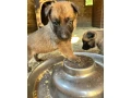 belgicky-ovciak-malinois-steniatka-small-4