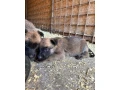 belgicky-ovciak-malinois-steniatka-small-3