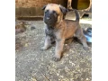 belgicky-ovciak-malinois-steniatka-small-1