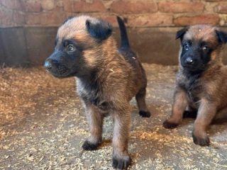 belgicky-ovciak-malinois-steniatka