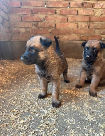 belgicky-ovciak-malinois-steniatka-big-0