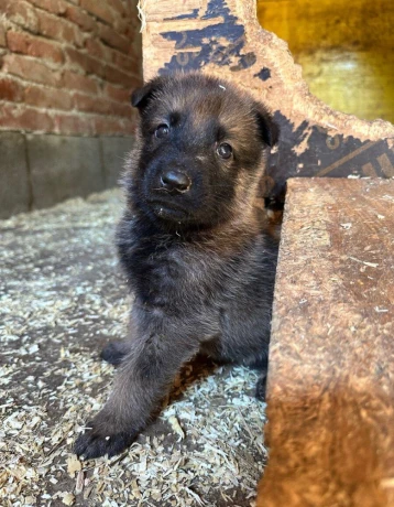 belgicky-ovciak-malinois-steniatka-big-2