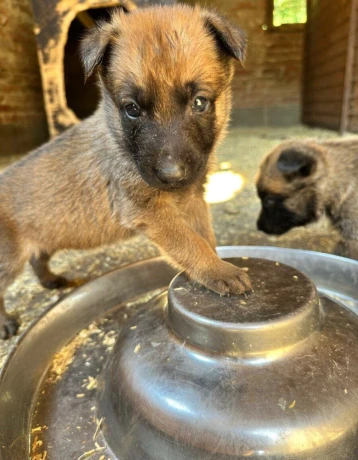 belgicky-ovciak-malinois-steniatka-big-4