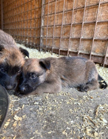 belgicky-ovciak-malinois-steniatka-big-3