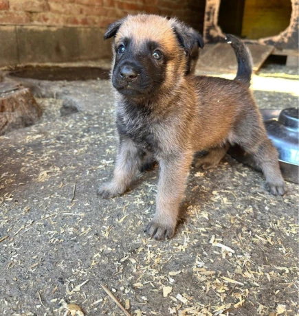 belgicky-ovciak-malinois-steniatka-big-1