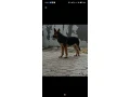 nemecky-ovciak-small-2