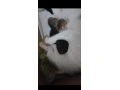 macka-maja-s-dvomi-malymi-small-2