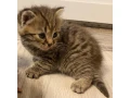 maciatka-small-3